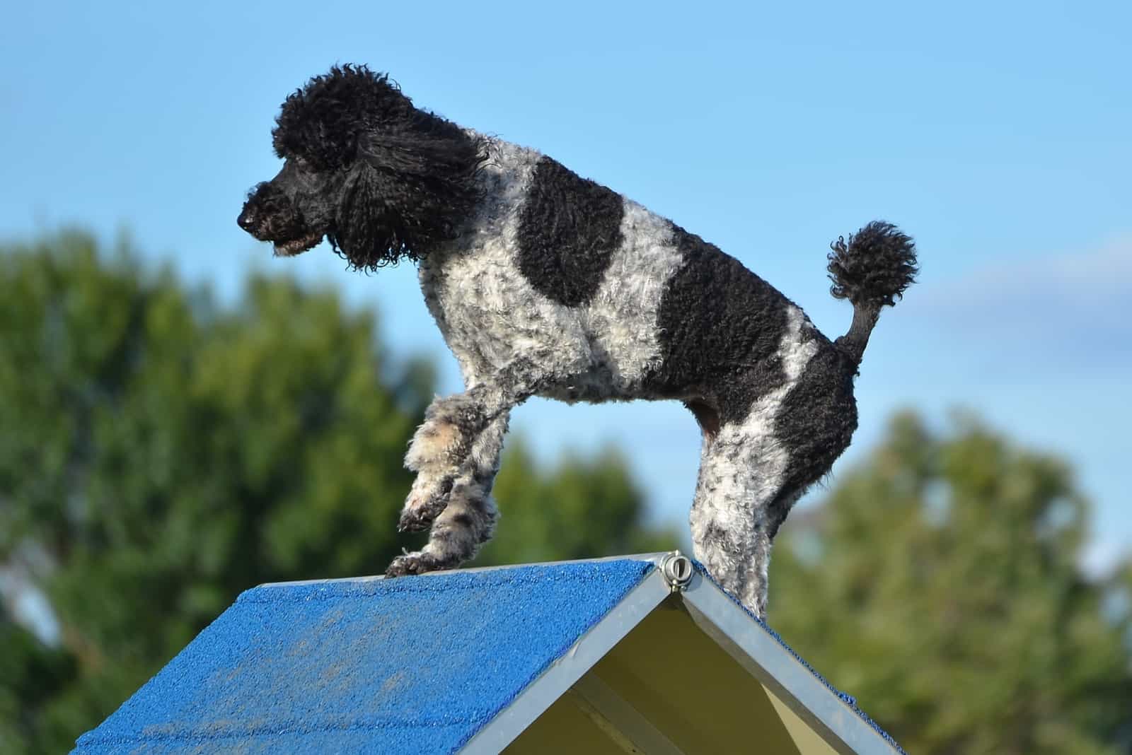 Parti Poodle training