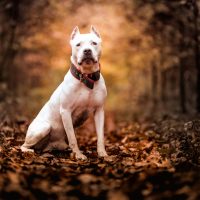 a white american pitbull terrier sits in the woods