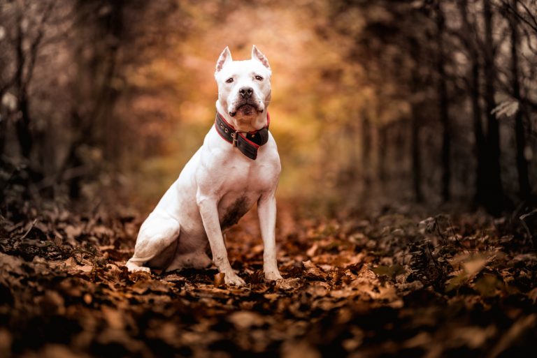 a white american pitbull terrier sits in the woods