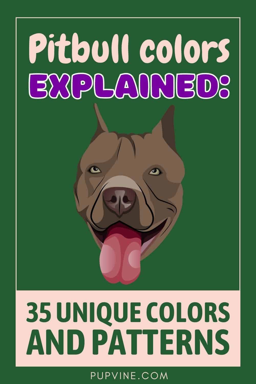 Pitbull Colors Explained: 35 Unique Colors And Patterns