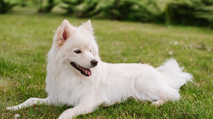 Pomsky: A Viral Legend Come To Life
