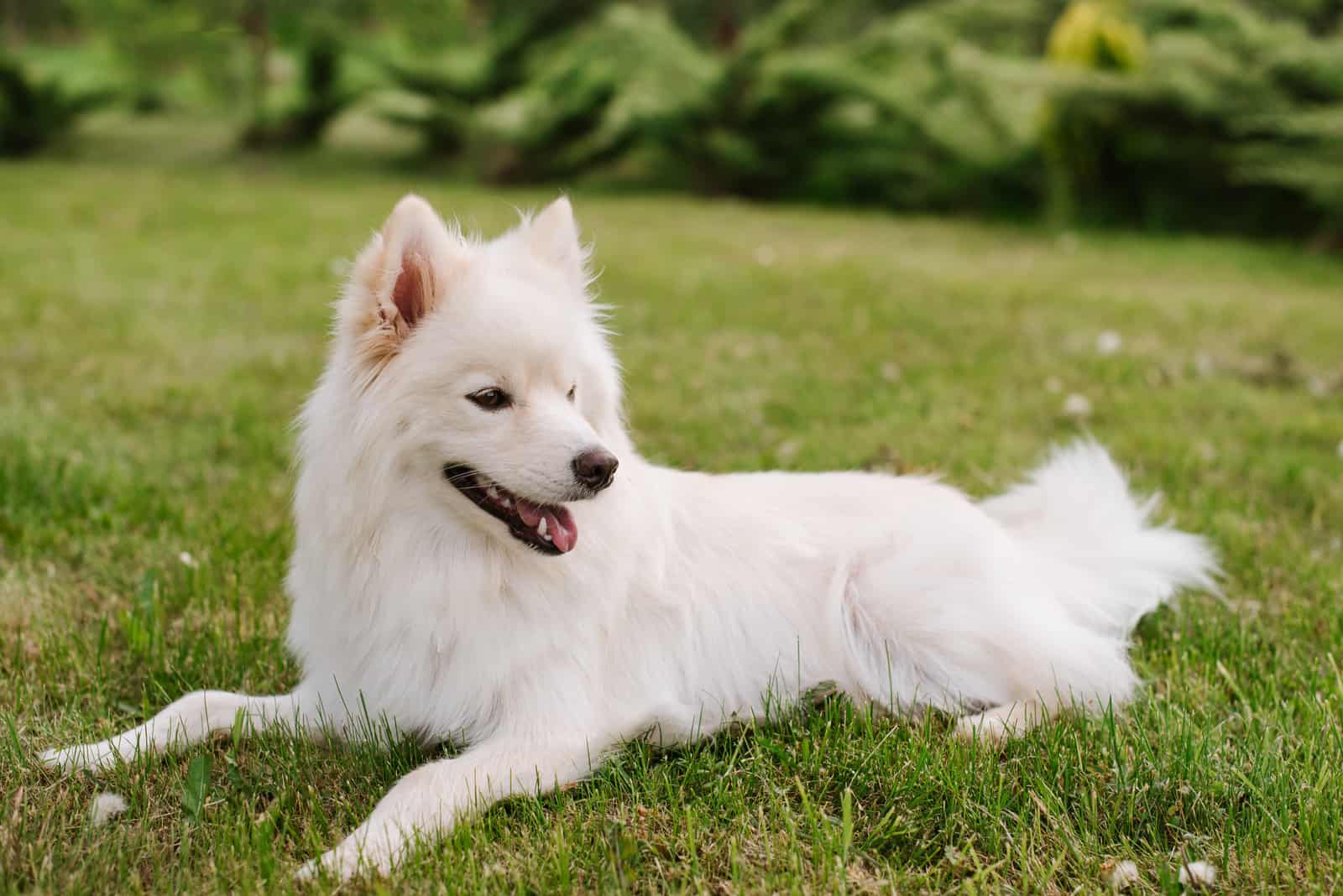 a beautiful white pomsky lies on the grass in the park