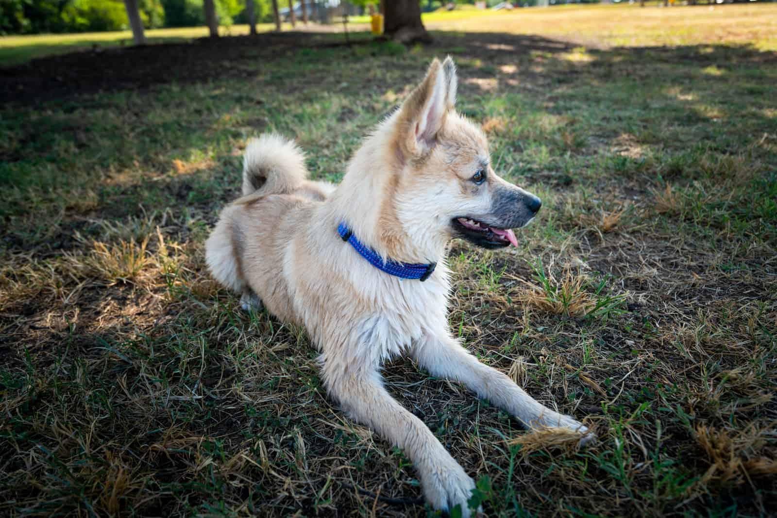 Pomsky dog lying on grass in park