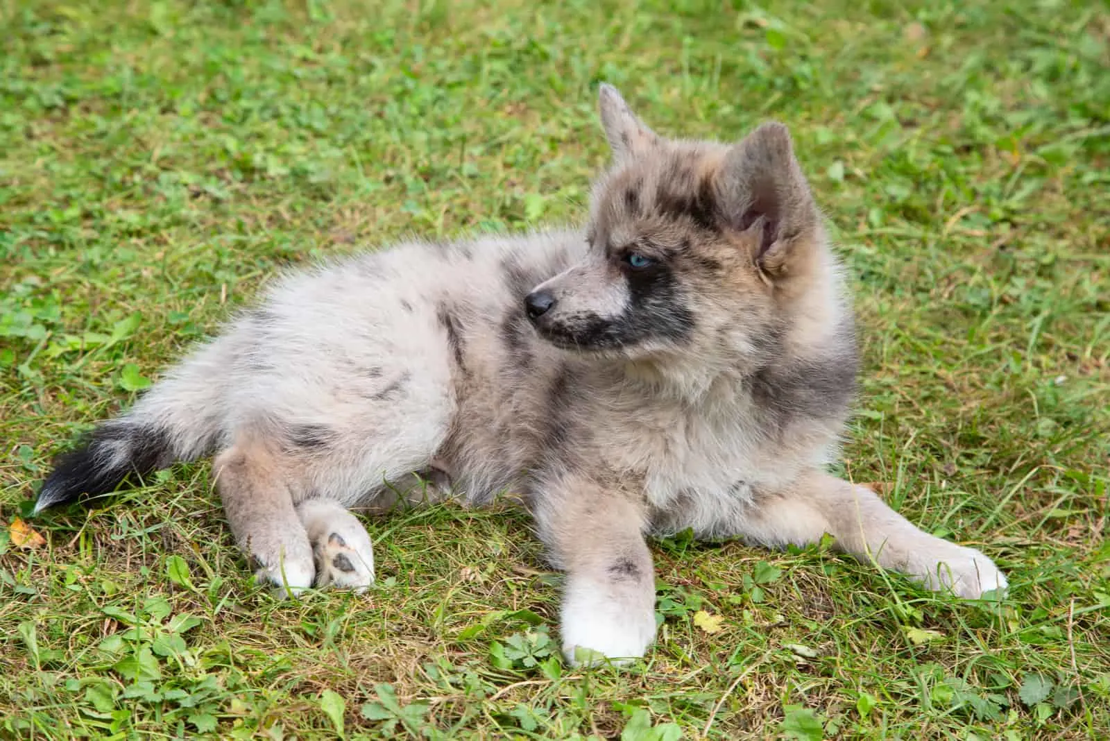 Pomsky dog lying on grass