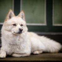 White pomsky in front of green door