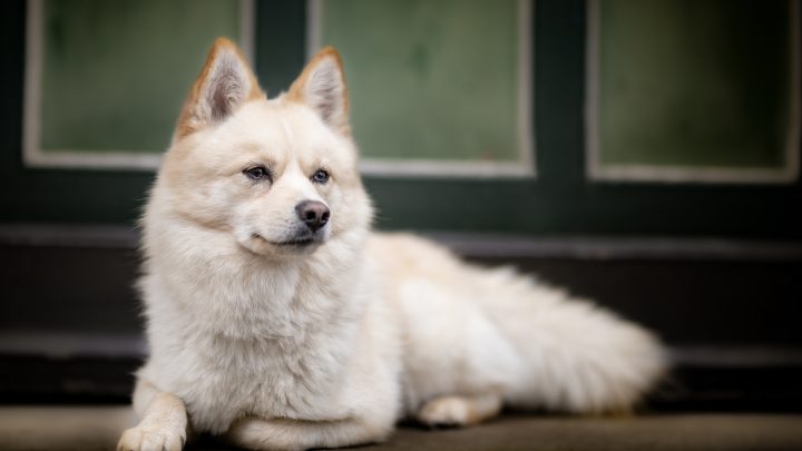 Pomsky lifespan: A Guide To Taking Care Of Your Huskeranian