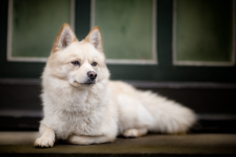 White pomsky in front of green door