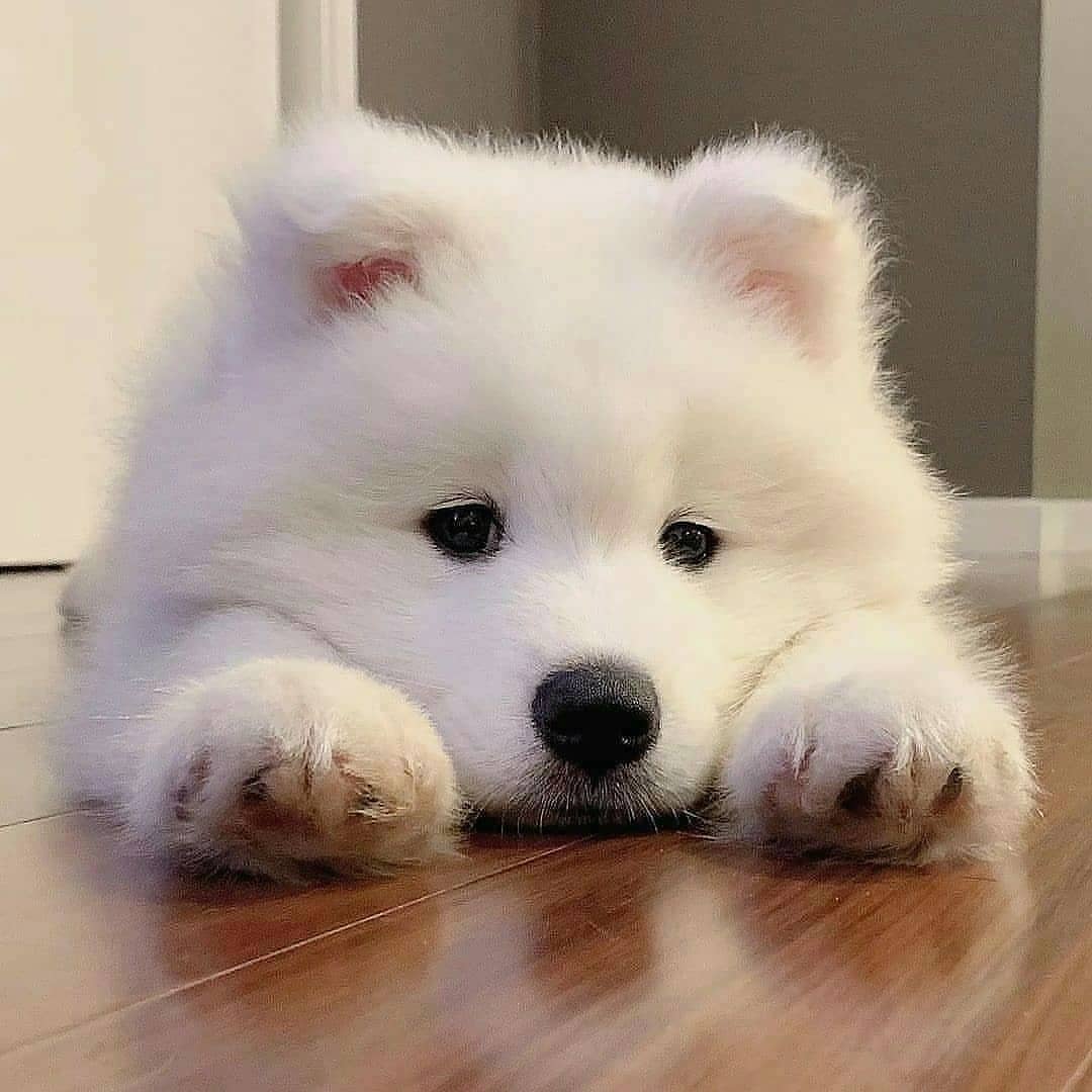 Pomsky lying on floor