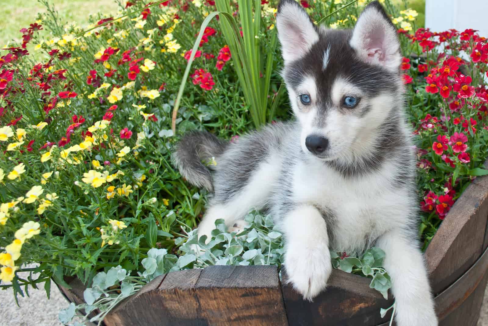 adorable Pomsky puppy laying in a bucket of flowers 