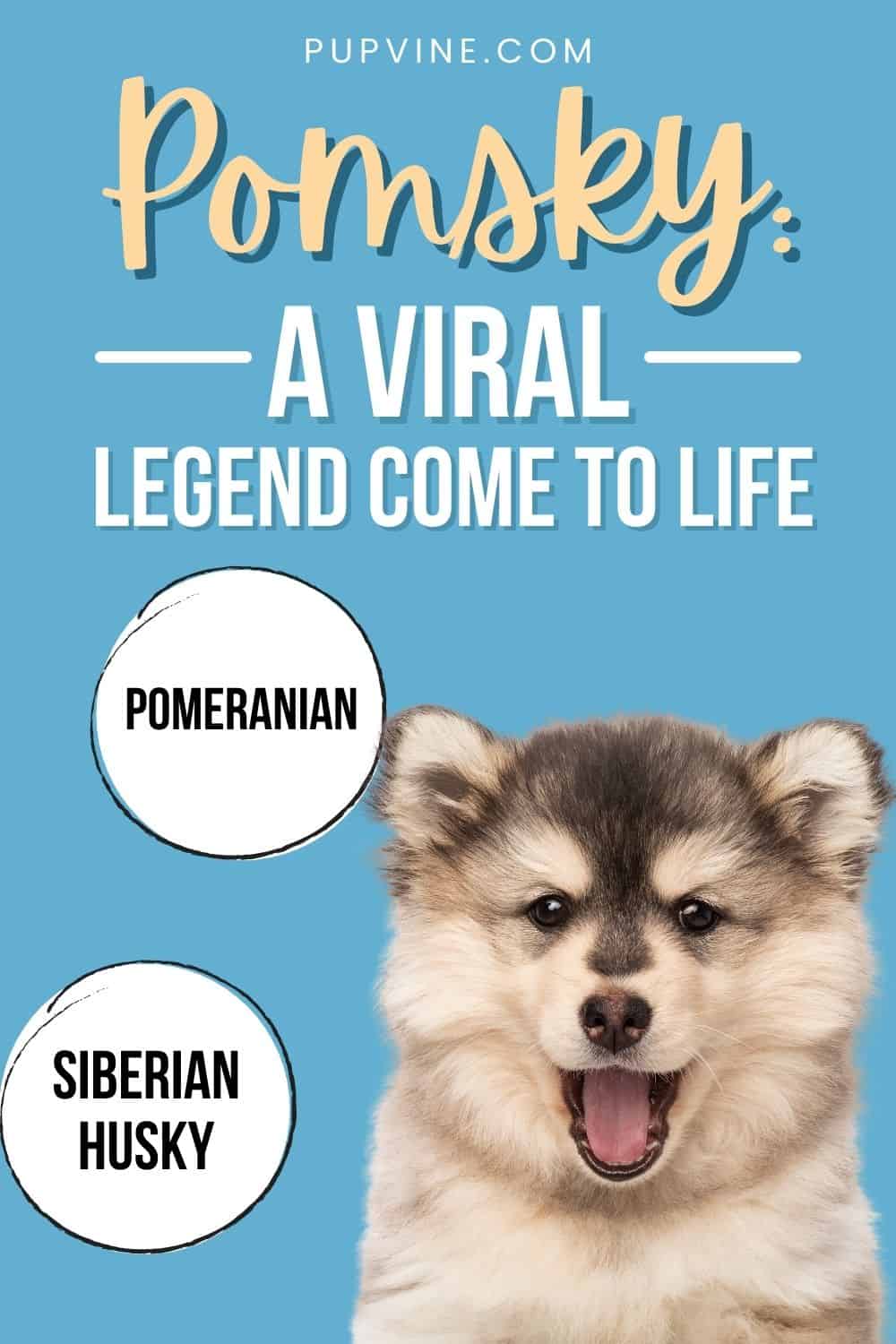 Pomsky: A Viral Legend Come To Life