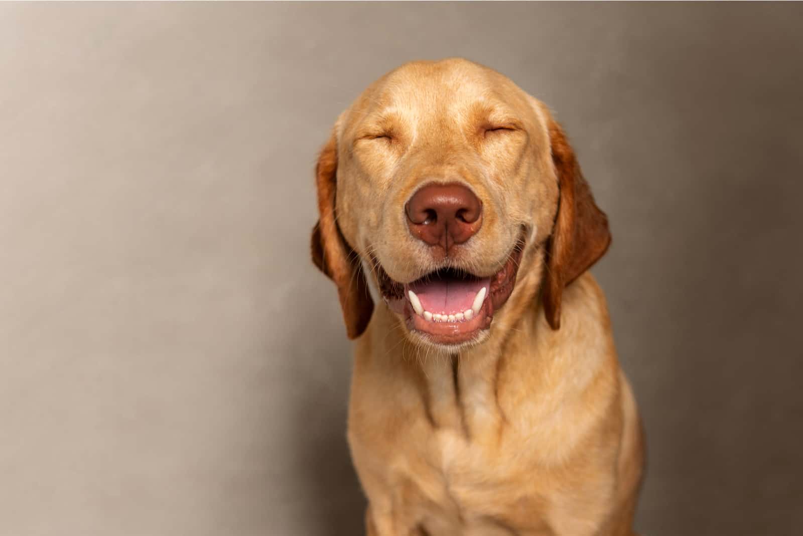 Portrait of Happy Dudley Labrador retriever