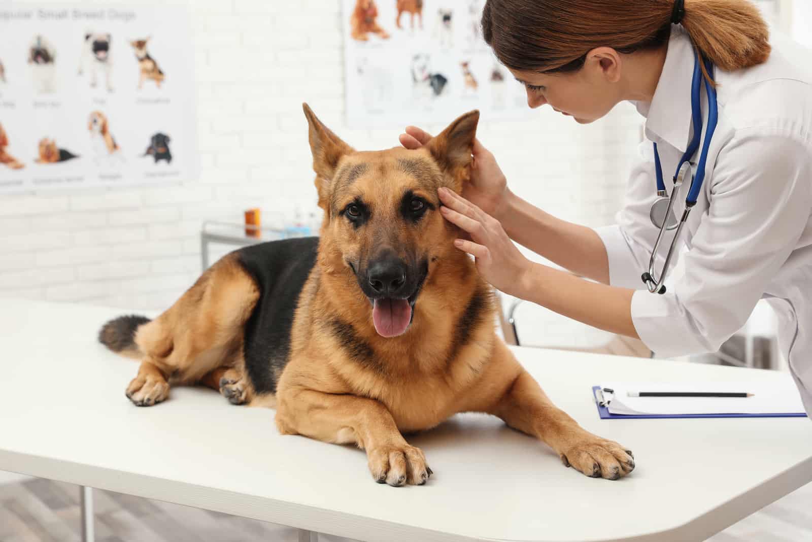 Professional veterinarian examining dog