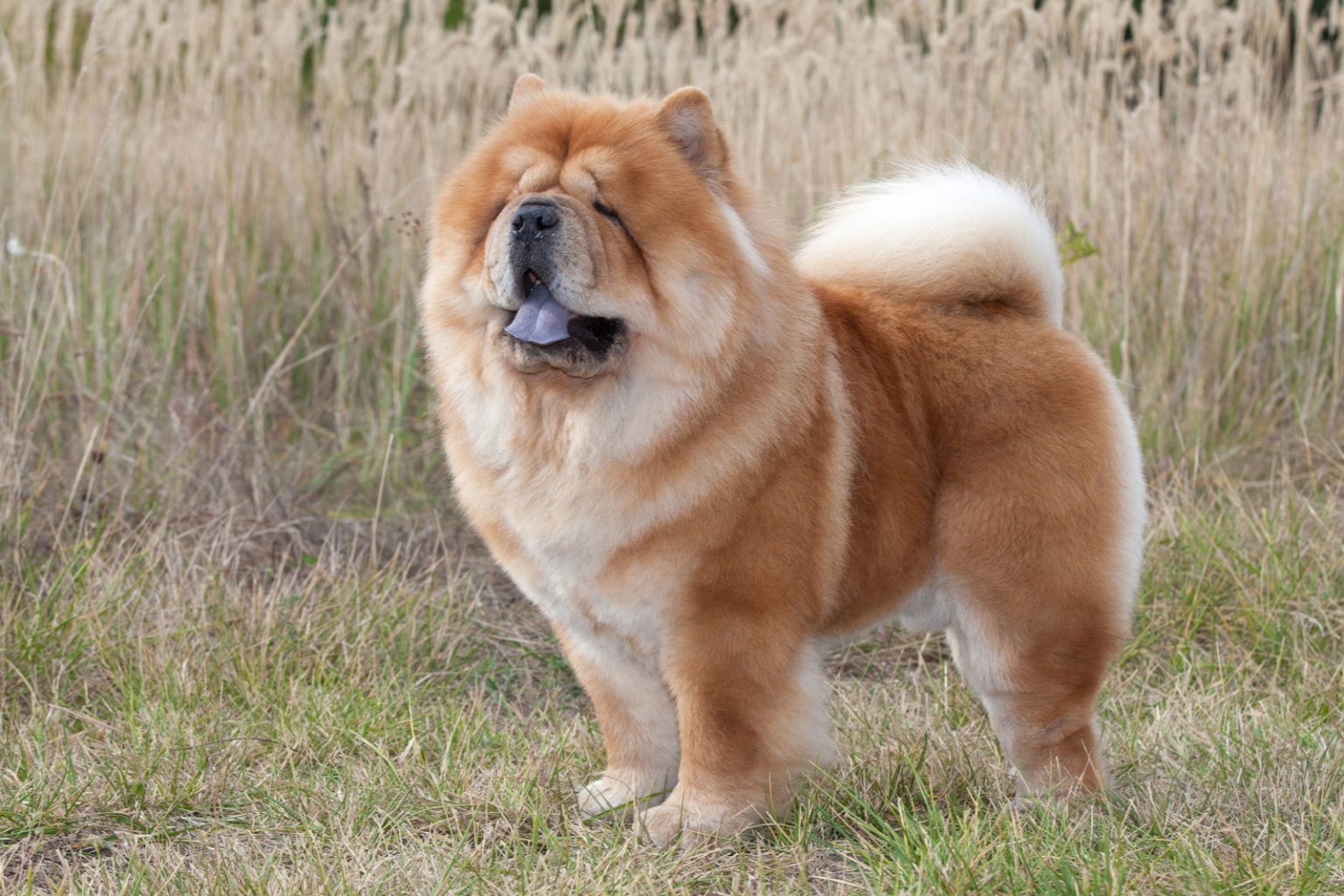 Do Chow Chows Shed? A Guide To This Breed
