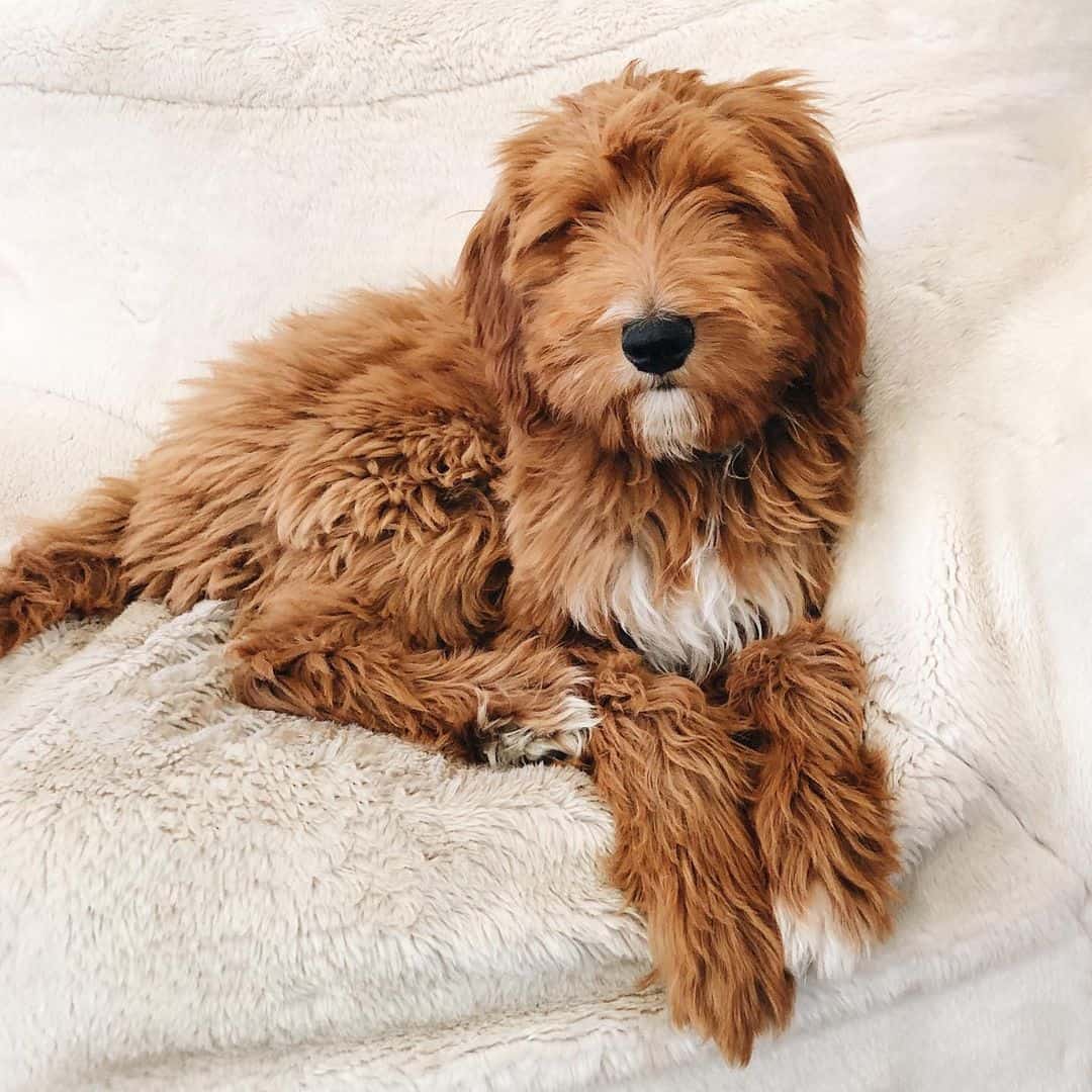 Red goldendoodle lying at home