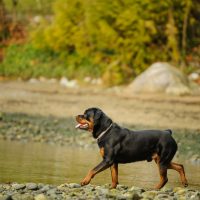 a Rottweiler walks by the river