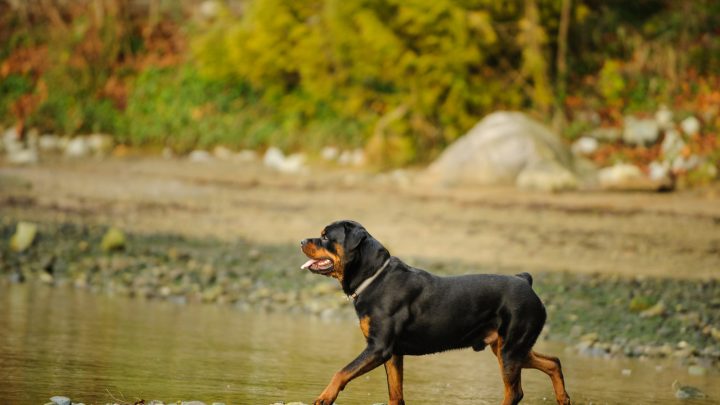 Rottweiler Tail Docking: Is It Justified Or Cruel?