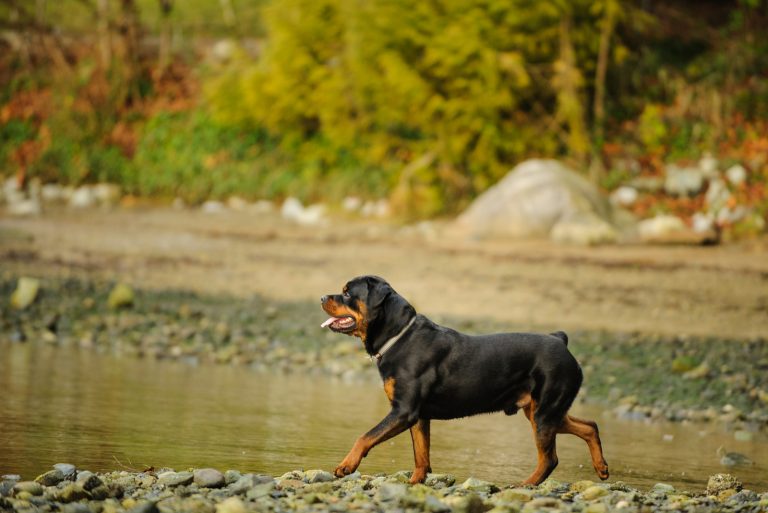 a Rottweiler walks by the river