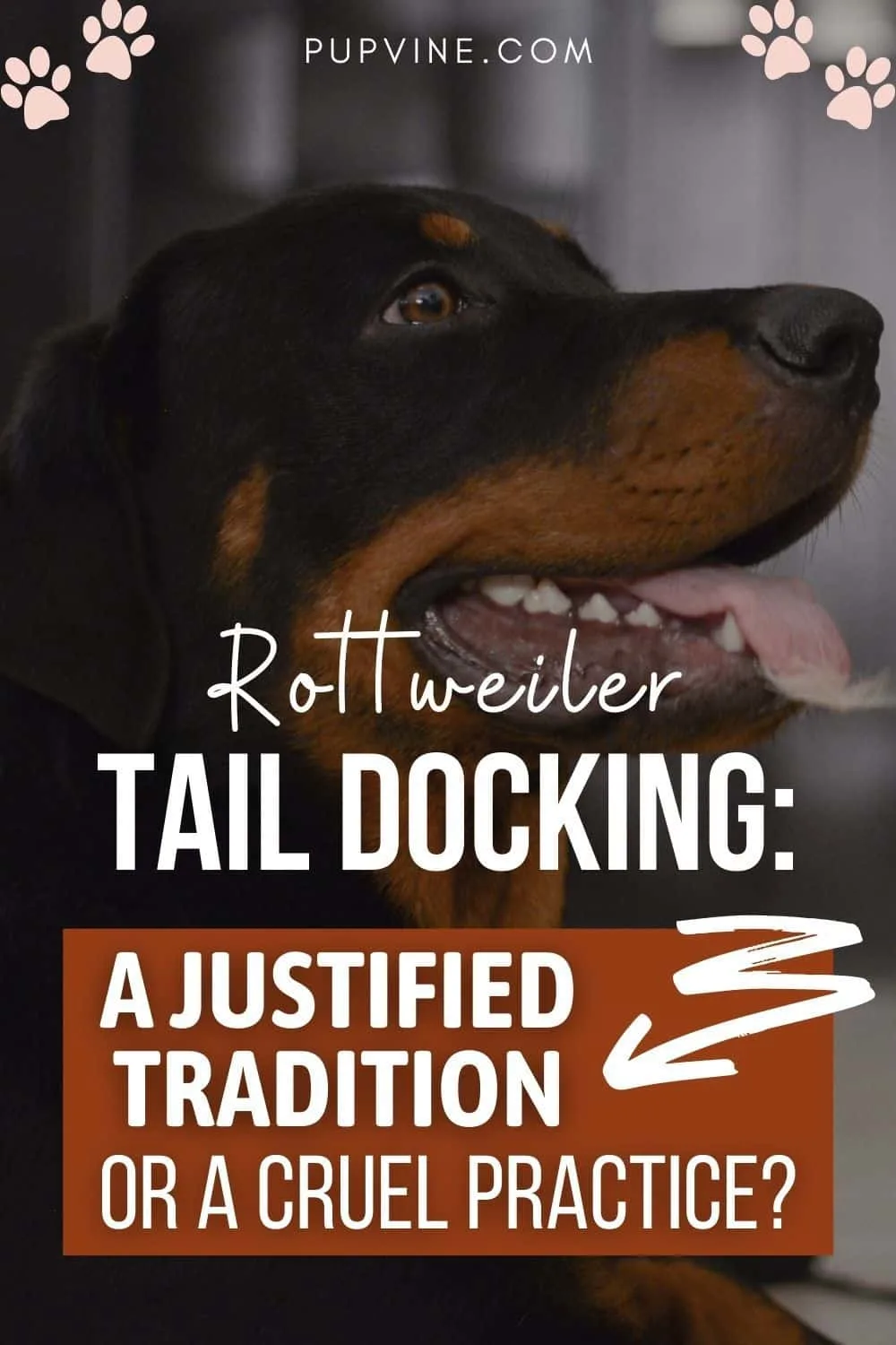 Rottweiler Tail Docking: A Justified Tradition Or A Cruel Practice?