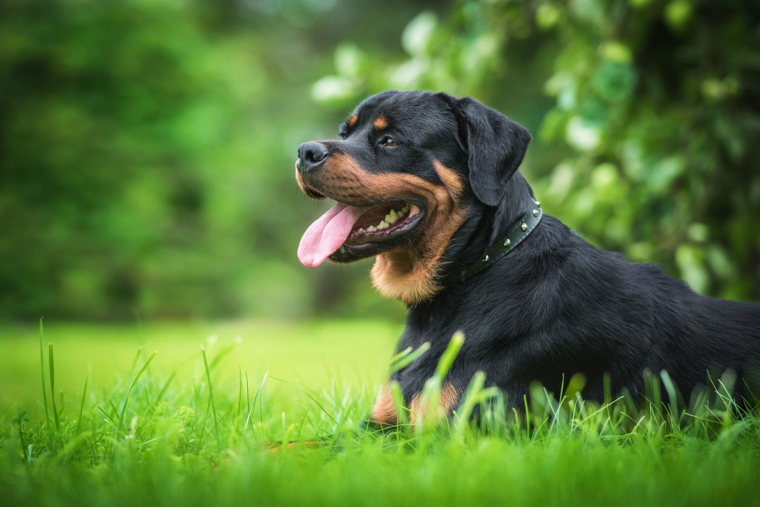 Are Rottweilers Good With Kids? Everything You Need To Know