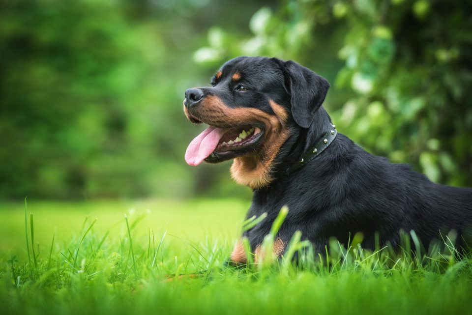 Are Rottweilers Good With Kids? Everything You Need To Know