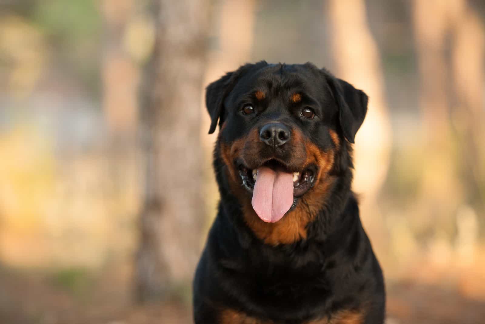 Rottweiler dog on a walk