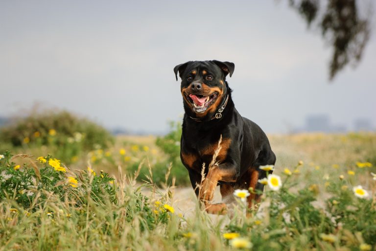 Are Rottweilers Good With Kids? Everything You Need To Know