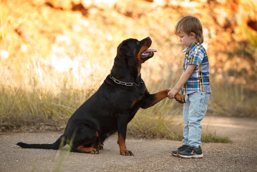 Are Rottweilers Good With Kids? Should You Get A Rottie?
