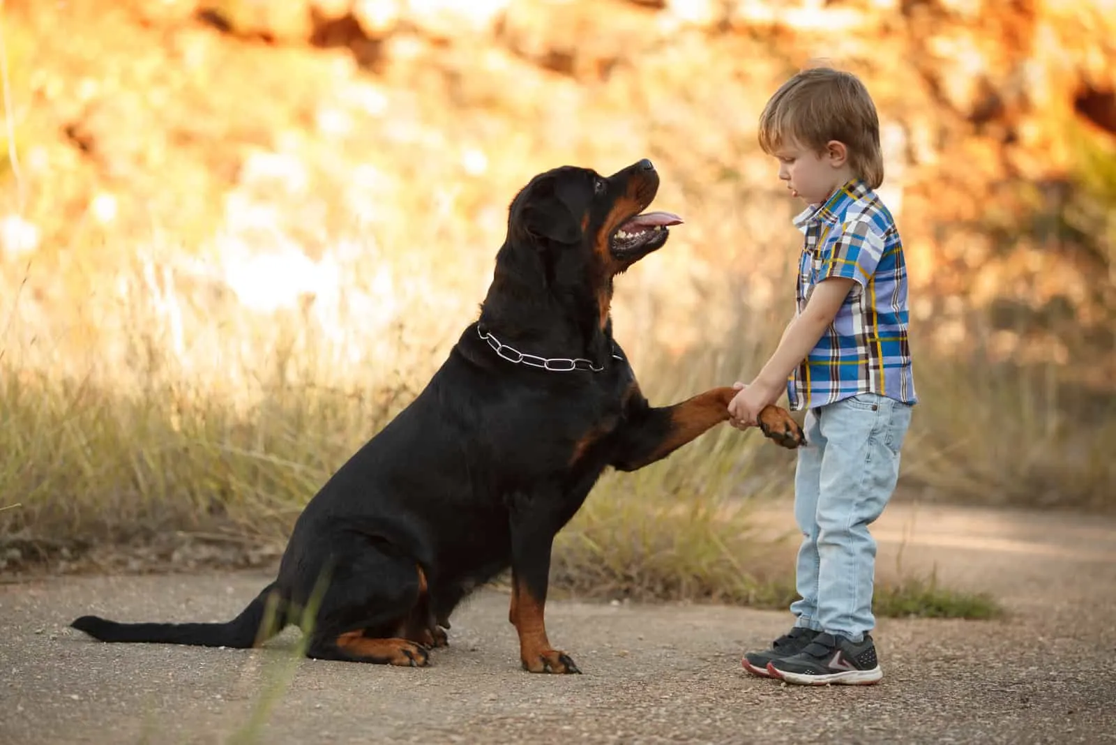 Rottweiler dog gives a paw to a little boy