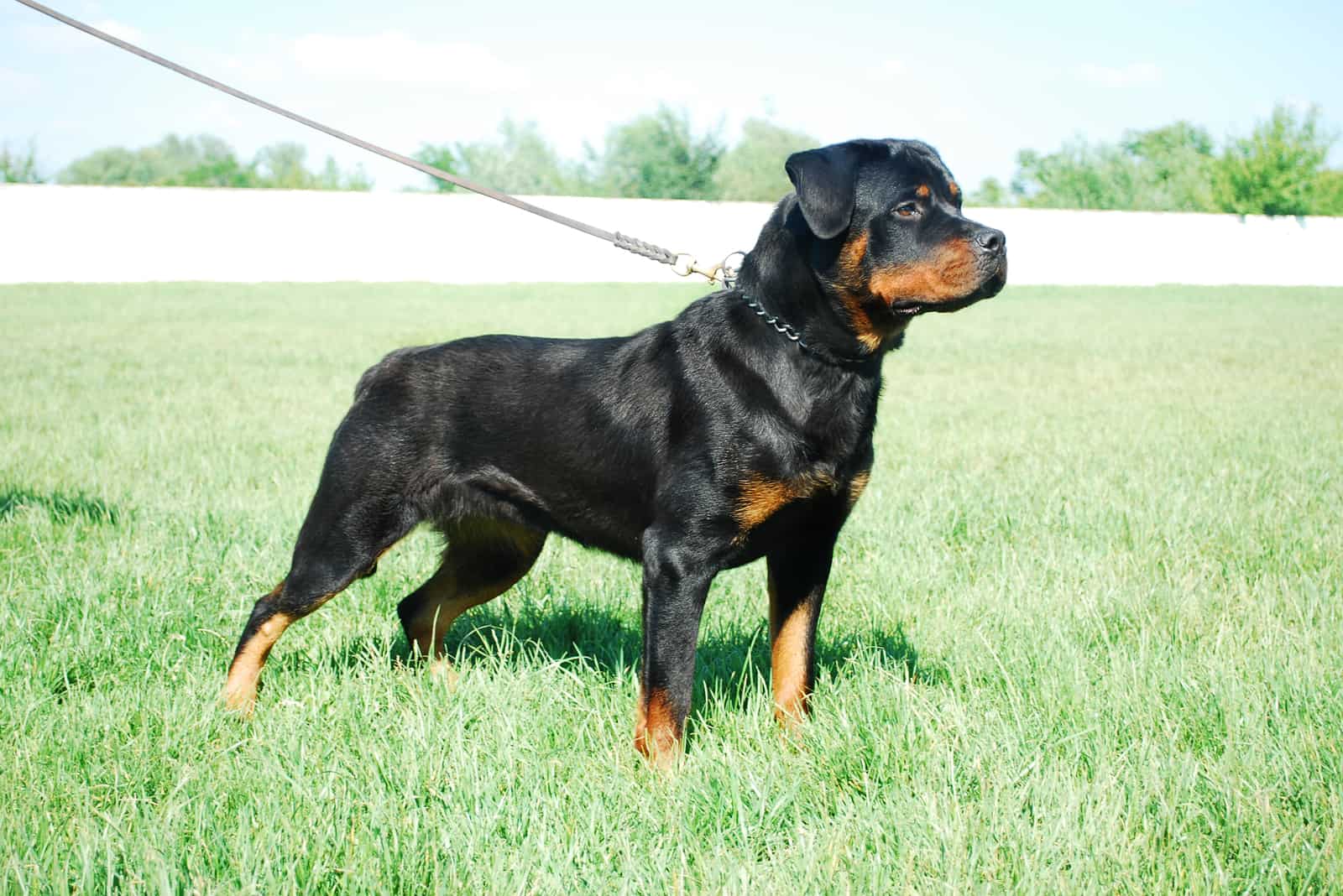 Rottweiler on the leash is watching something closely