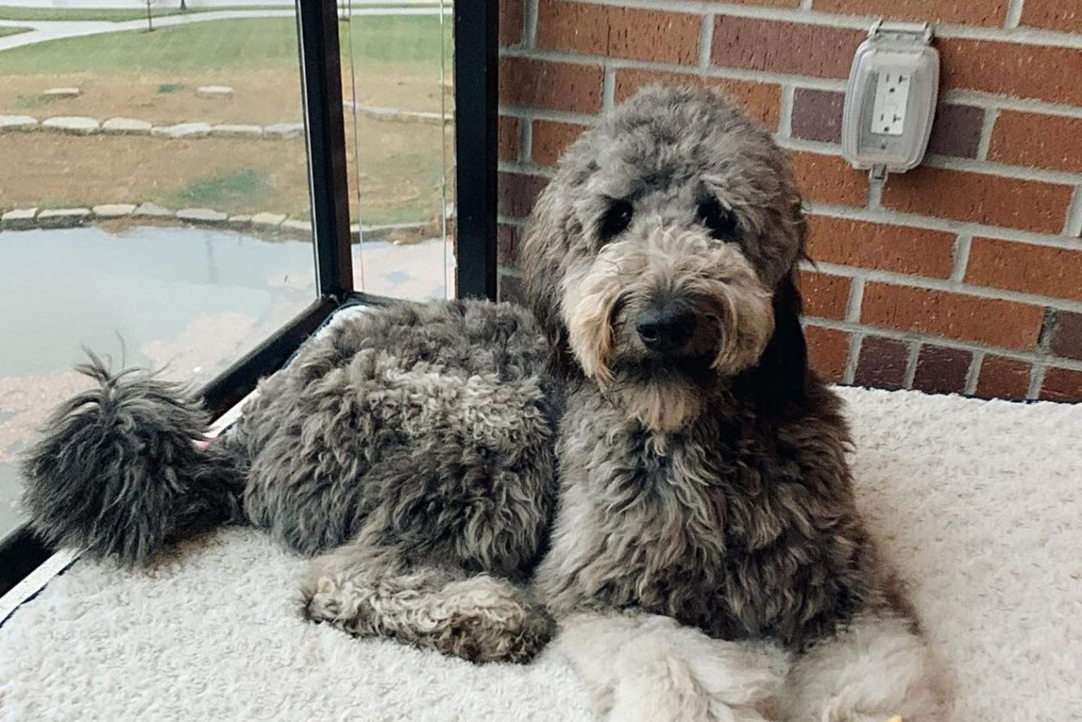 The Ultimate Guide To Goldendoodle Colors