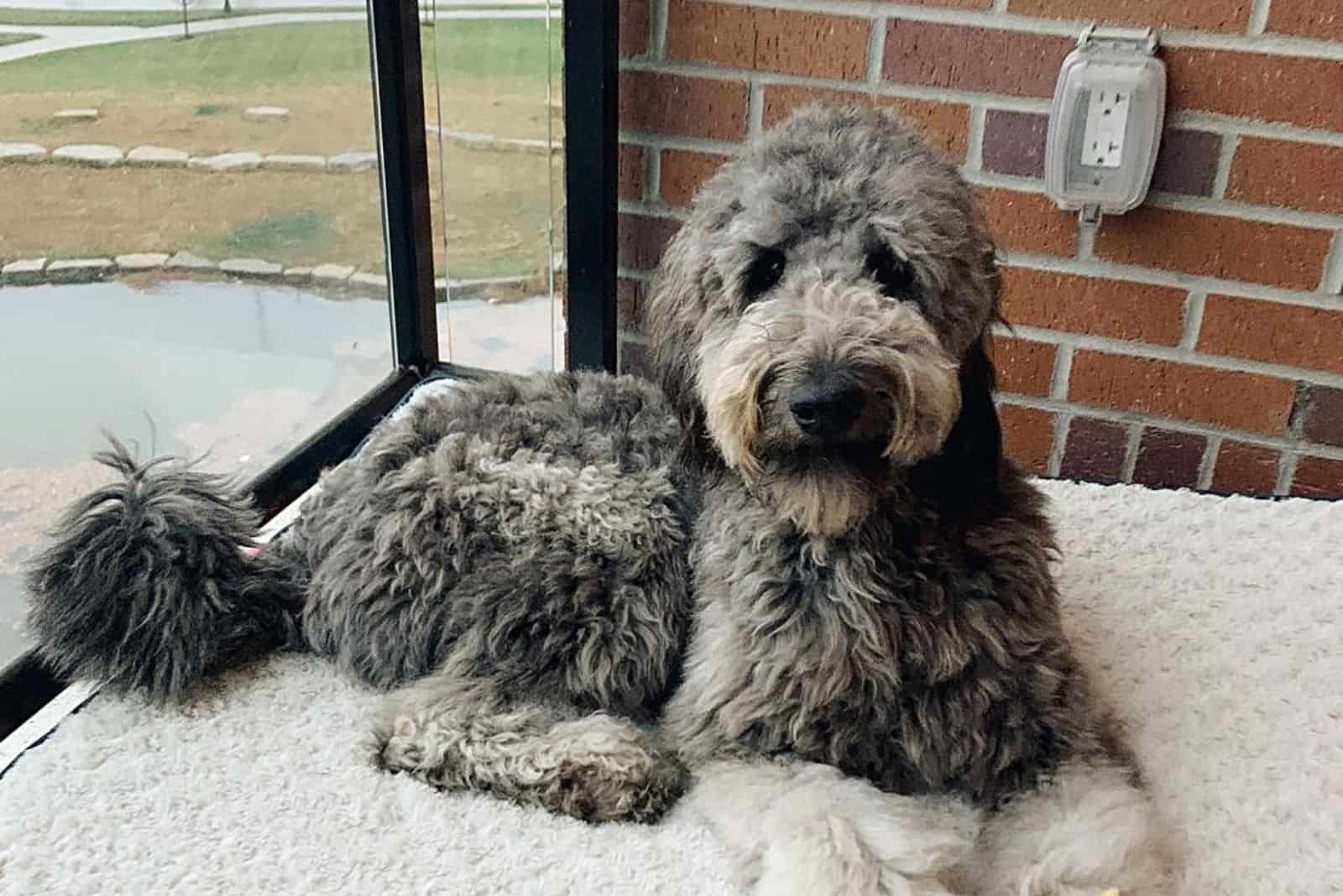 Sable Goldendoodle is lying in bed by the window