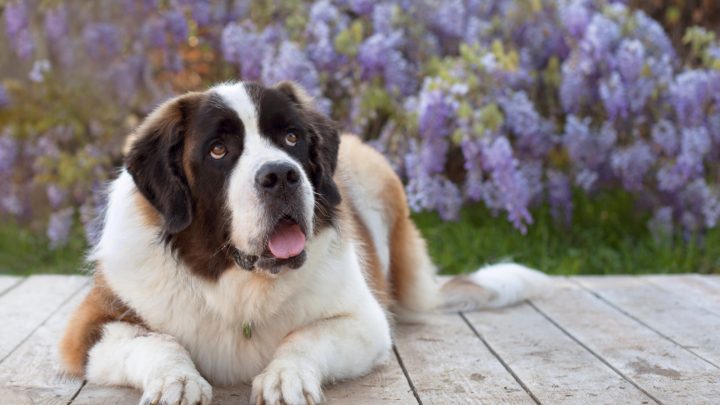Saint Bernard Colors Explained: Fun Patterns You Didn’t Know Existed