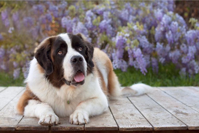 dog lies outside on the wooden path of the yard