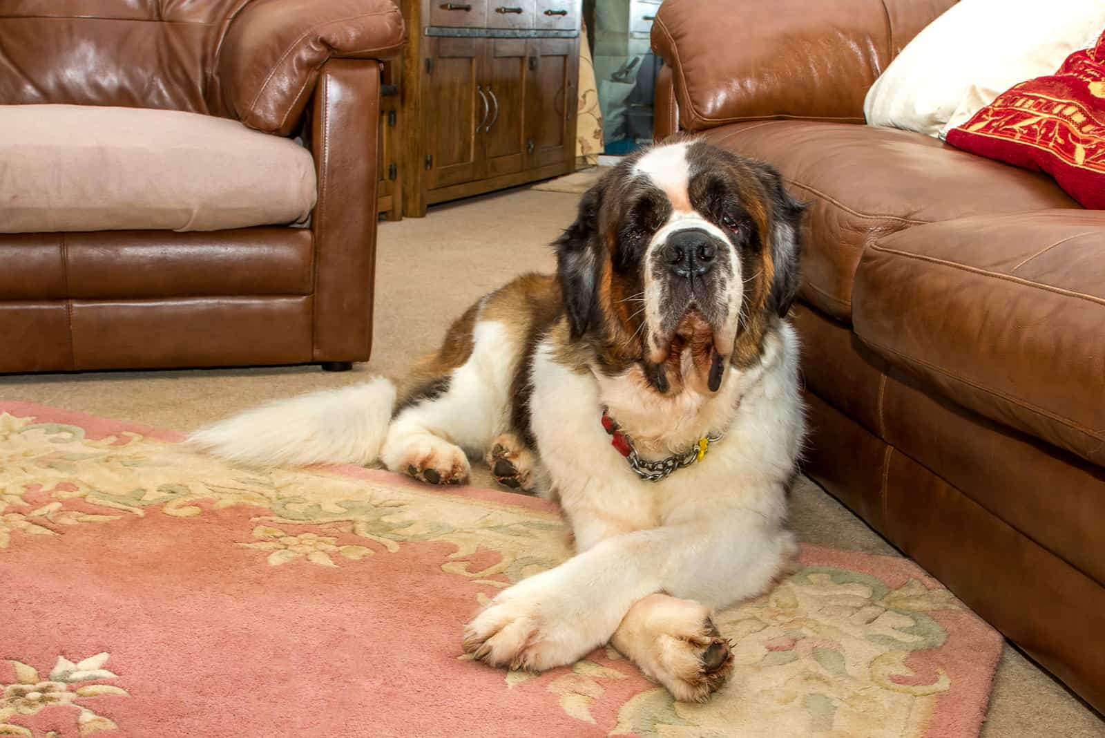 Saint Bernard dog is lying on the floor next to the couch