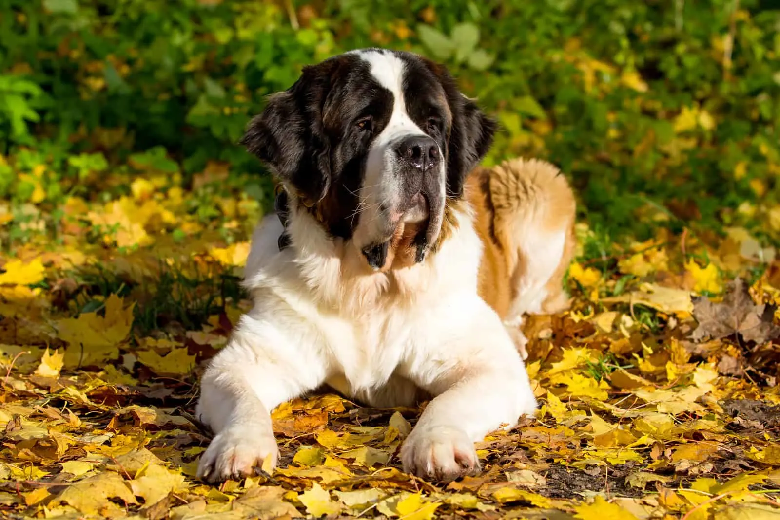 Saint Bernard dog lies on dry leaves in autumn