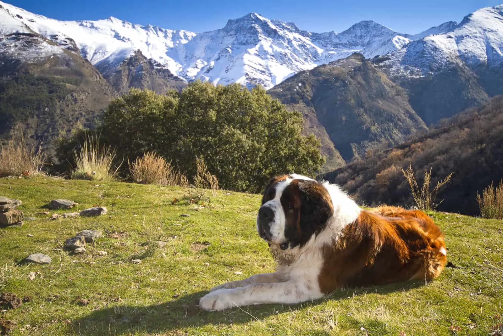 Saint Bernard dog lies on the mountain