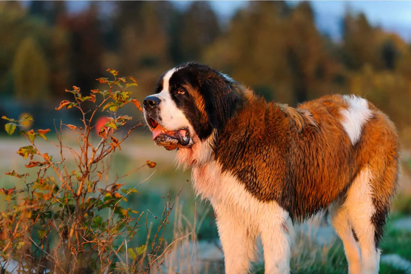 Saint Bernard dog stands in nature