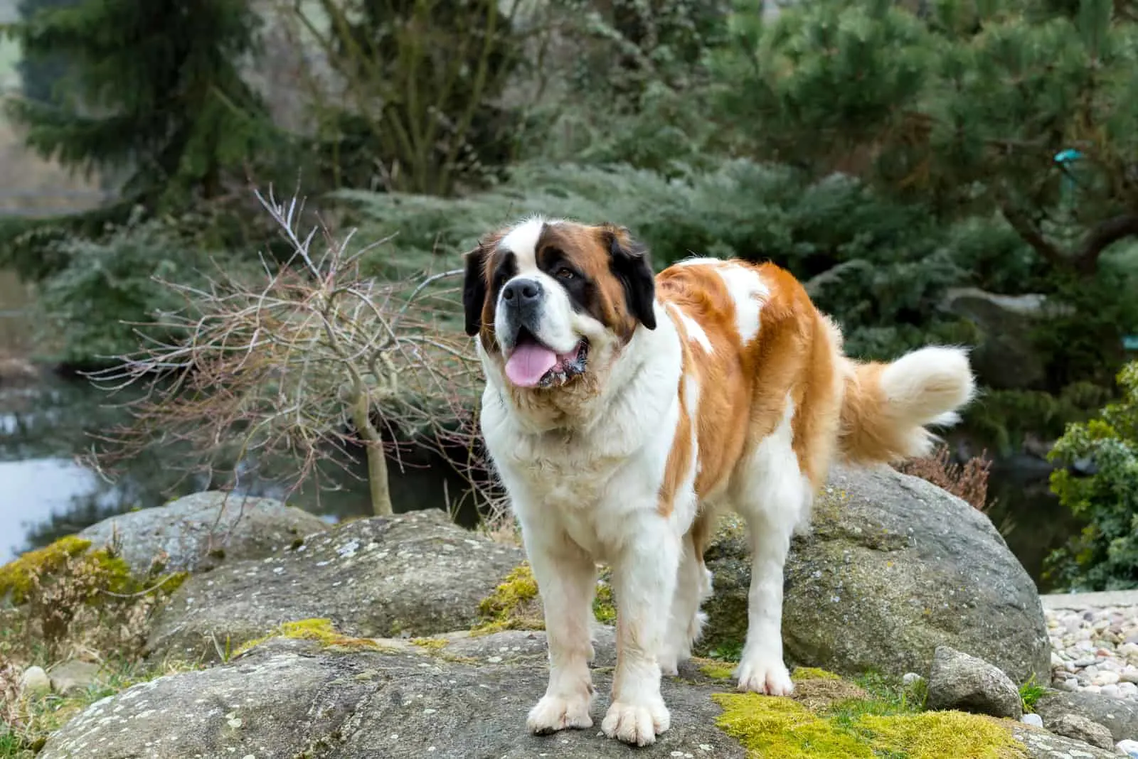 Saint Bernard dog stands on a rock in nature