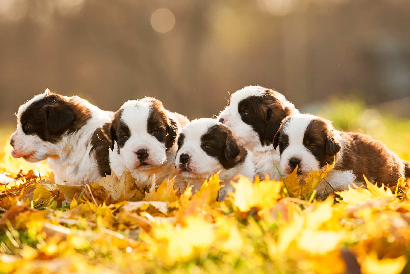 Saint Bernard puppies in the park