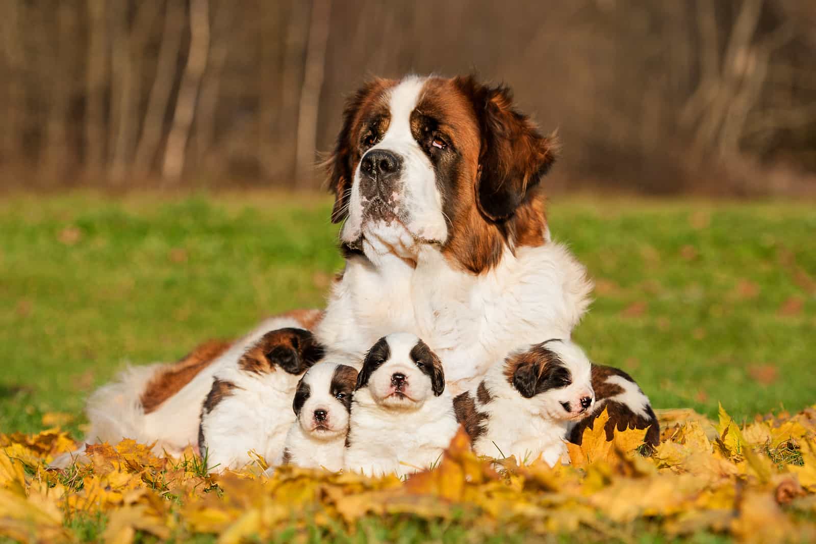 Saint bernard dog lies outside with puppies in autumn