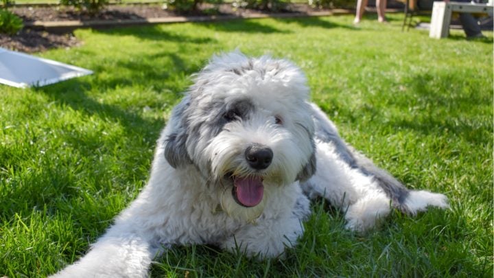 The Sheepadoodle: Another Breed Of Doodle That You’ll Love