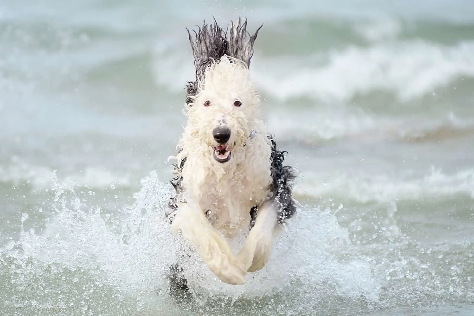 Sheepadoodle dog runs through the shallow sea