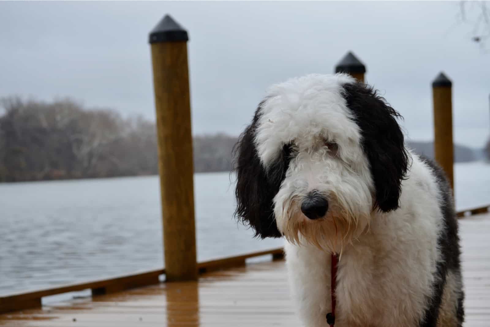 Sheepadoodle dog stands on the dock of the lake
