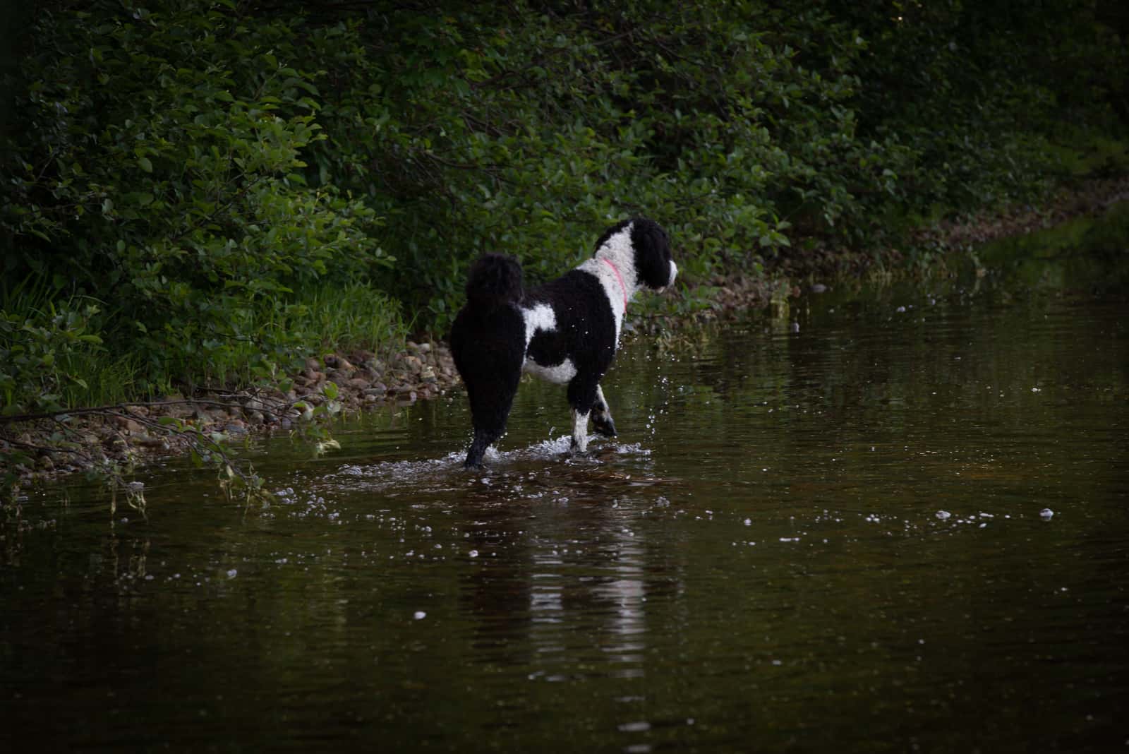 Sheepadoodle dog walking on the river