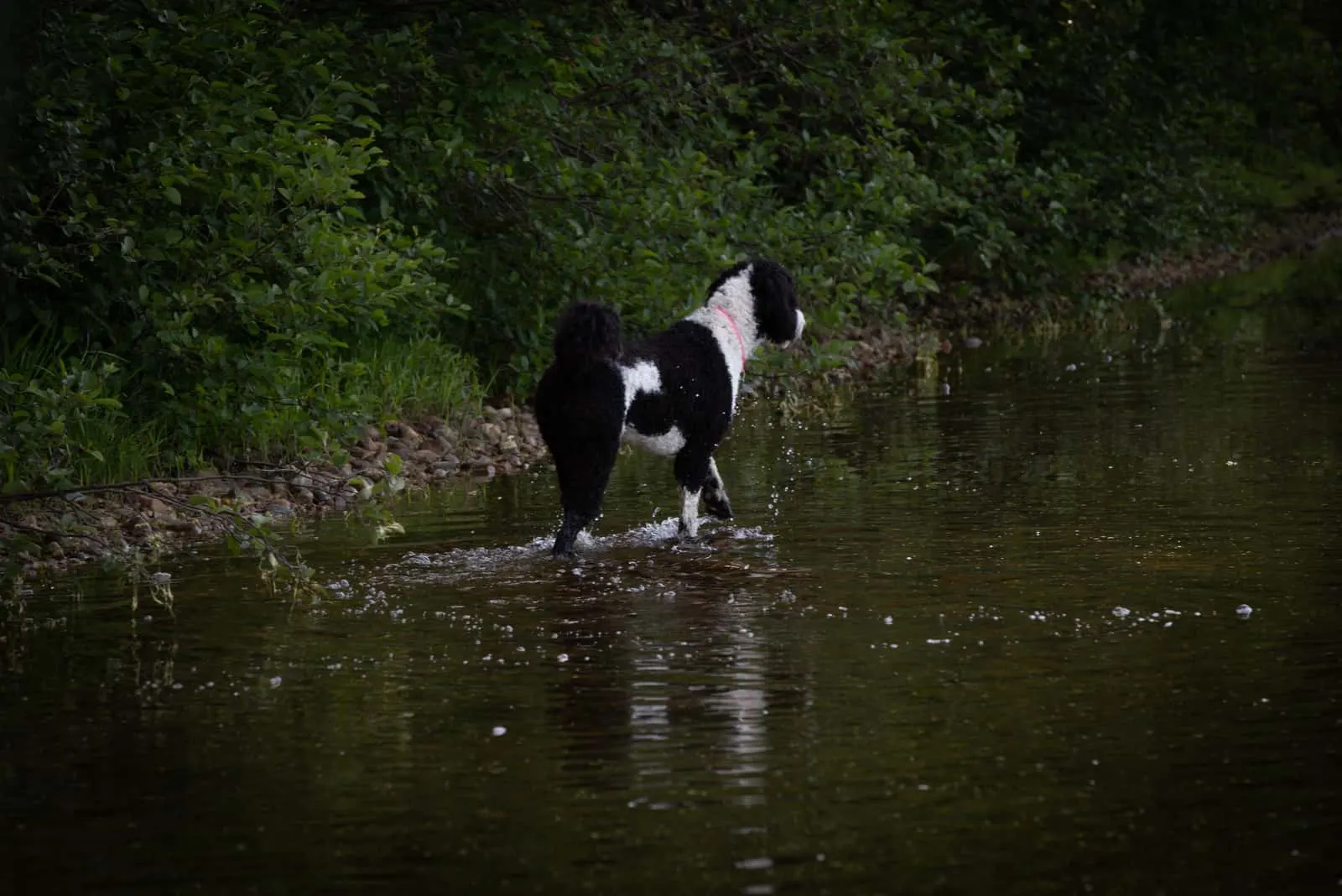 Sheepadoodle dog walking on the river