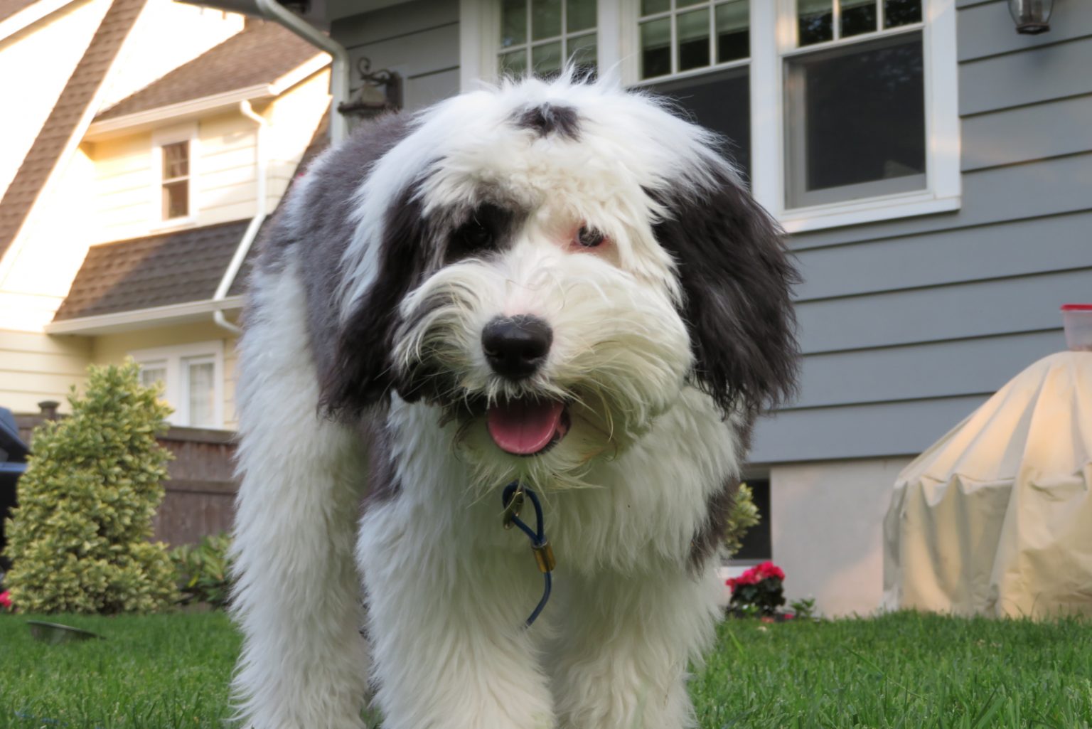 Sheepadoodle The Cuddly Old English Sheepdog Poodle Cross