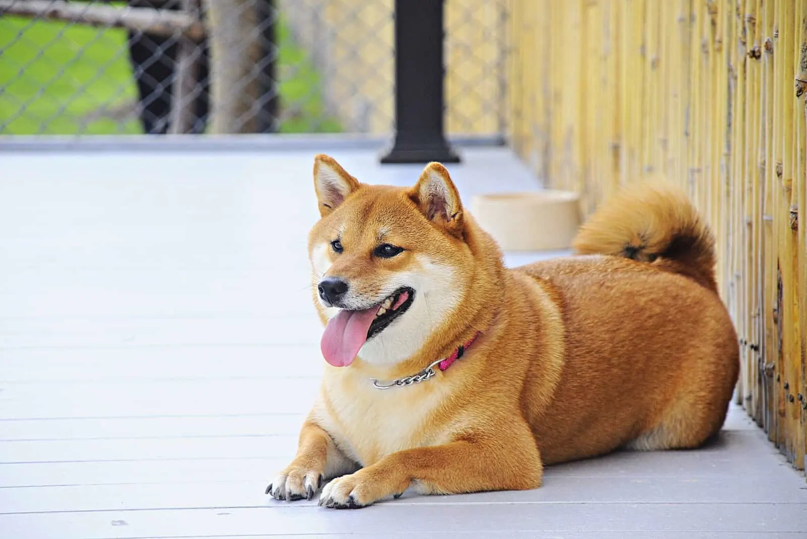 Shiba Inu fat dog lying in front of house