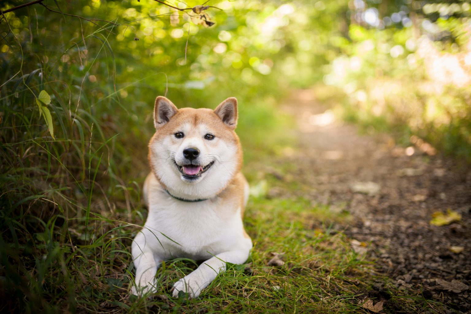 The Shiba Inu Lifespan How Long Do Shiba Inu Dogs Live?