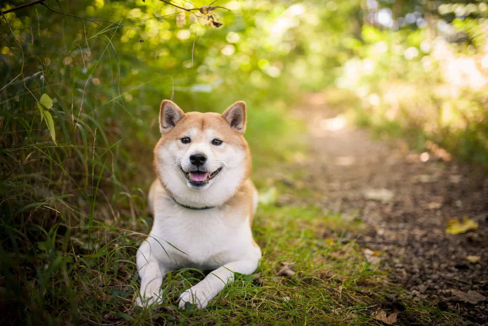 Shiba inu dog lying in the nature