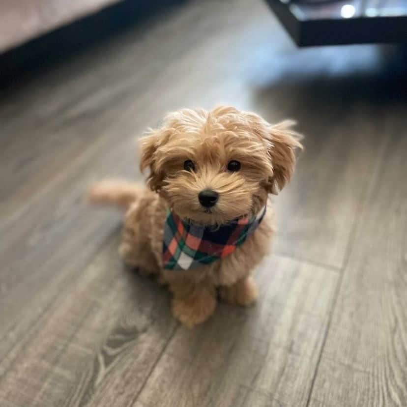 Shih Tzu dog at home